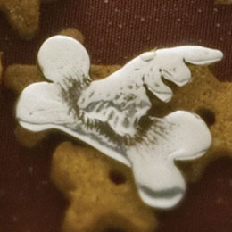 Flying Bone